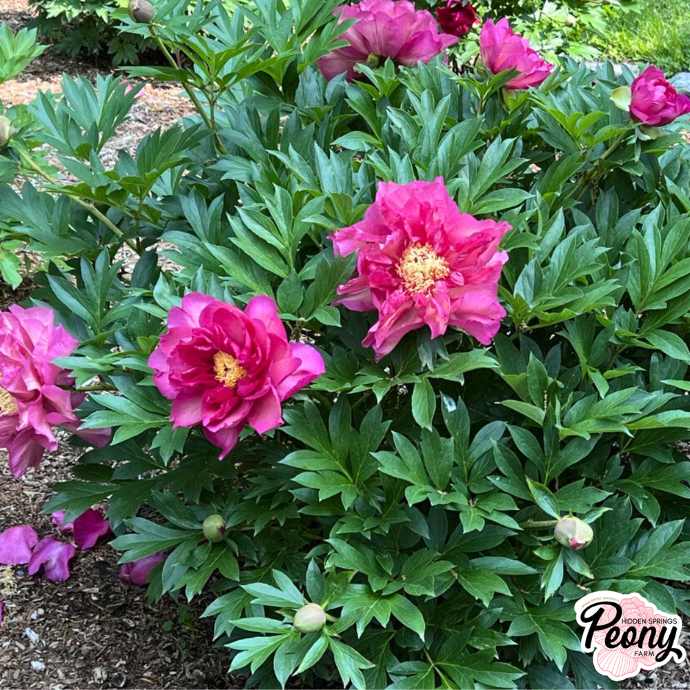 Garden Candy® Paeonia Noa Jolie™ Itoh Peony — Hidden Springs Peony